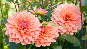 How to grow and care for Dahlias ?