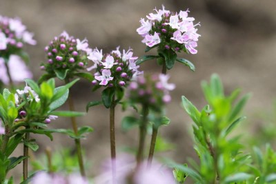 How to grow and care for native thyme ?