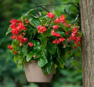 How To Grow And Care For A Begonia