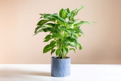 How to Grow and care for Dieffenbachia plant in Australia ?