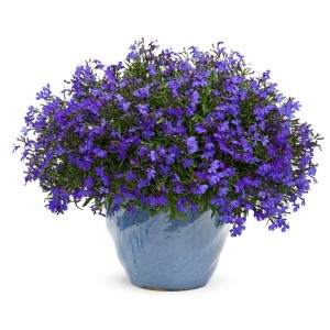 How to cultivate, grow and care for lobelia in Australia ?