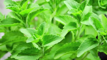 How to cultivate, grow and care for Stevia ?