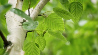 How to cultivate, grow and care for silver birch tree ?