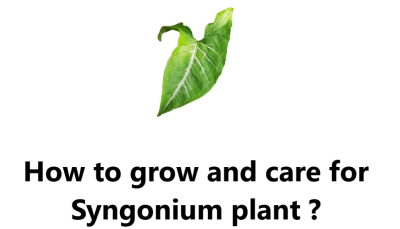 How to grow and care for Syngonium plant ?