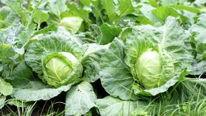 How to grow and care for Cabbage ?