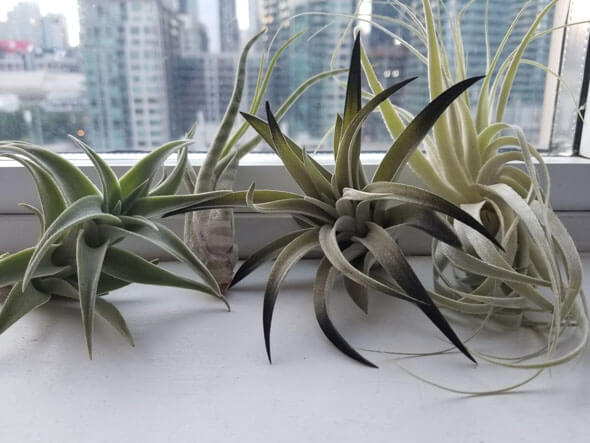 How to cultivate, grow and care for Air plants ?