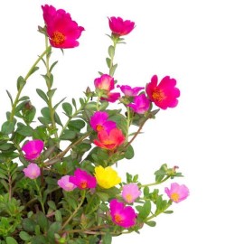 How to cultivate, grow and care for Portulaca ?