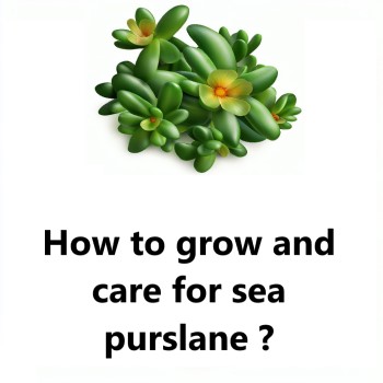 How to grow and care for sea purslane ?