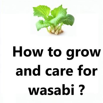 How to grow and care for wasabi ?