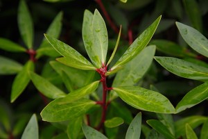 How to grow and care for Mountain pepper ?