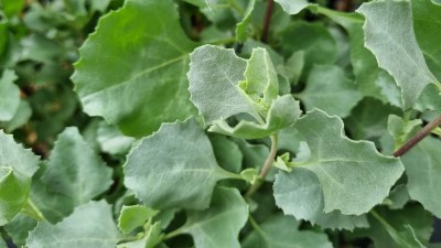 How to grow and care for old man saltbush ?