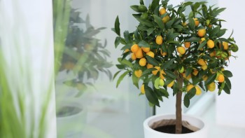 How to grow and care for a cumquat tree ?
