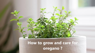 How to grow and care for oregano ?