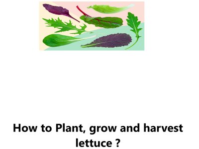 How to Plant, grow and harvest lettuce ?