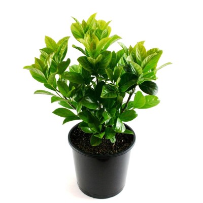 Top Ten scented plants to grow in pots