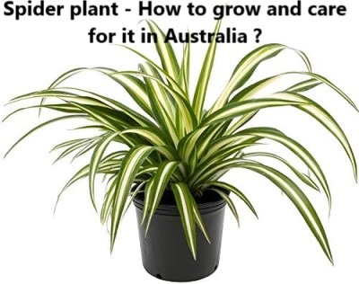 How to grow and care for Spider plant ?